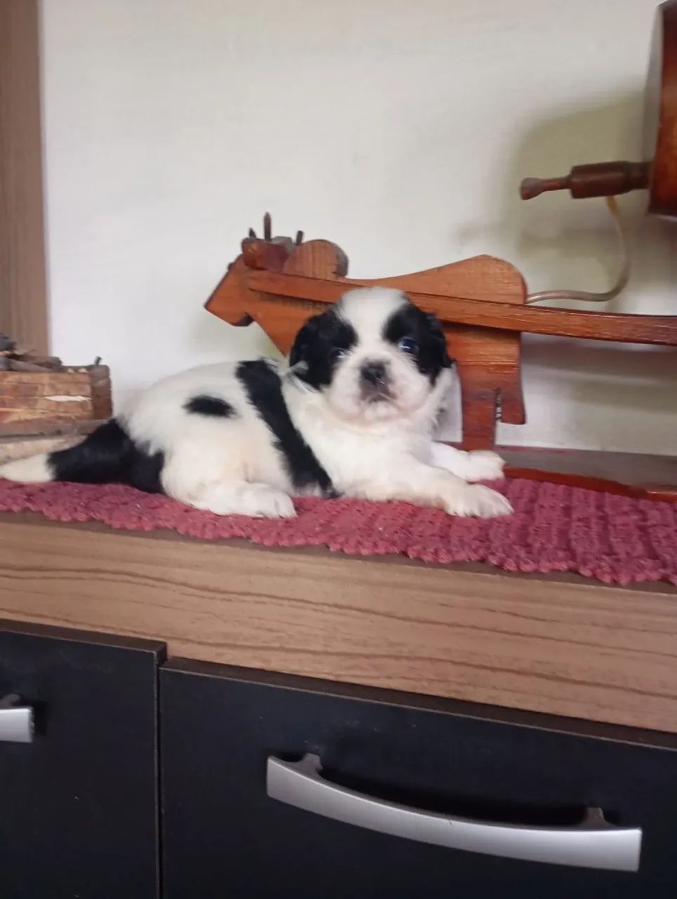Cachorro ?