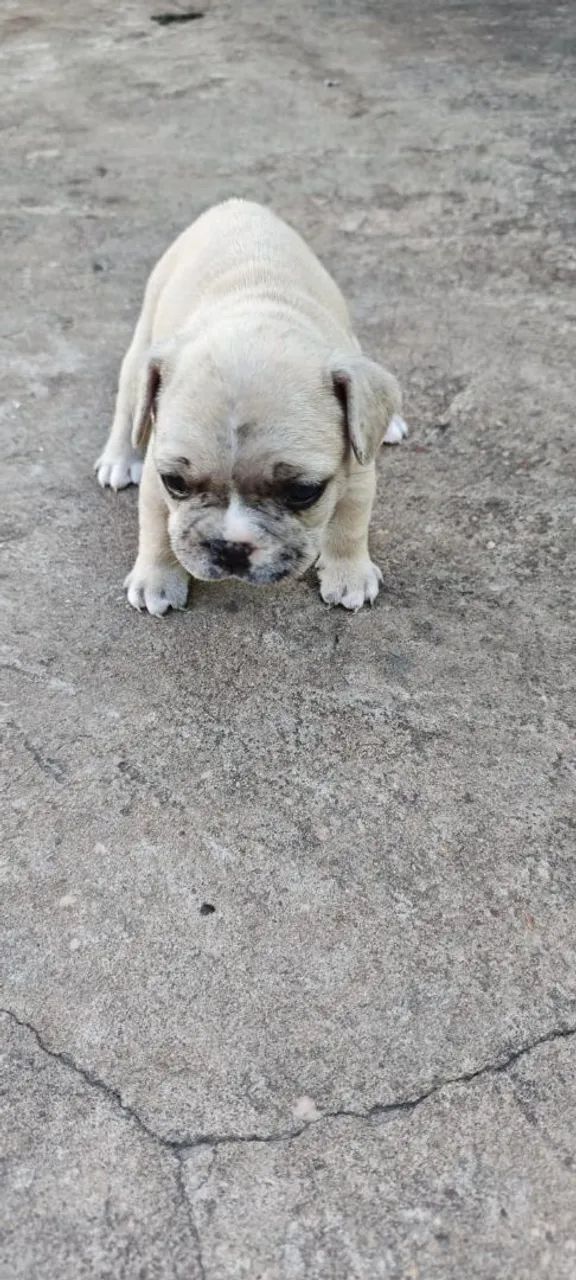 Buldogue francês disponível 