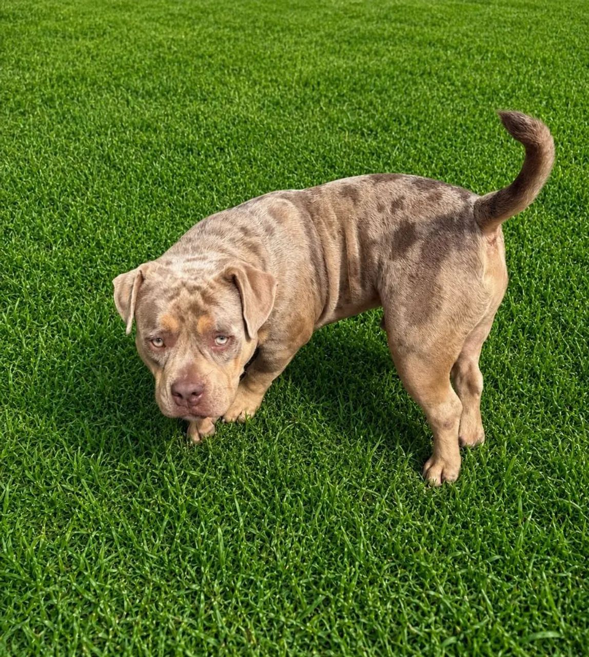 Cães  American Bully  - Foto 2