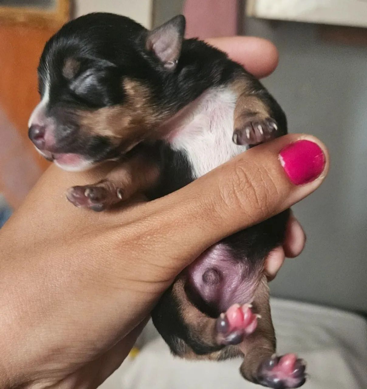 Pinscher macho 00 adulto  - Foto 3