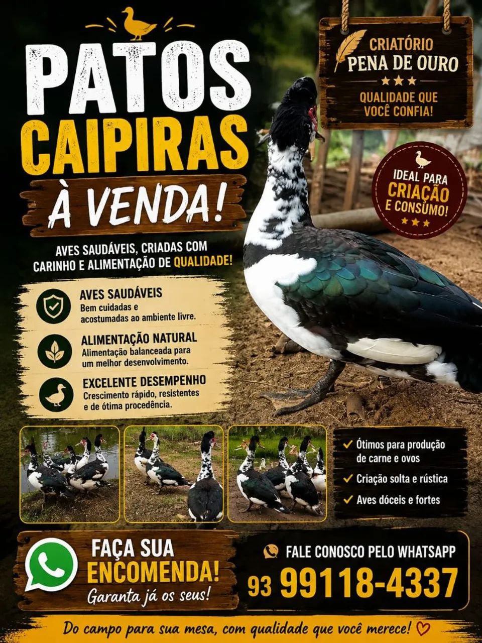 Patos e galinha - Foto 2