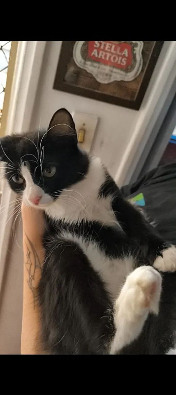 Transporte de animais de pequeno porte cachorro e gato 