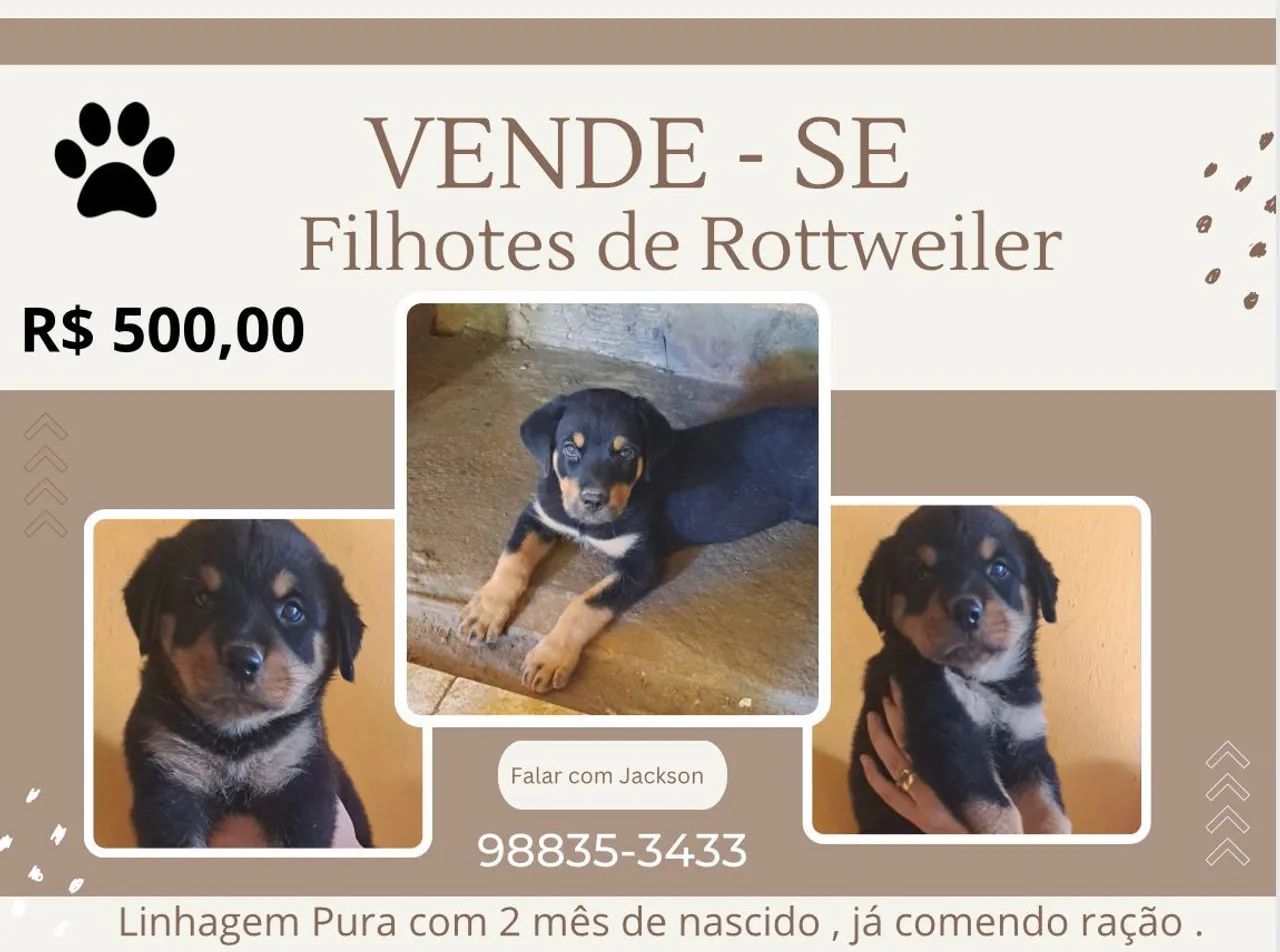 Filhotes de rottweiler 