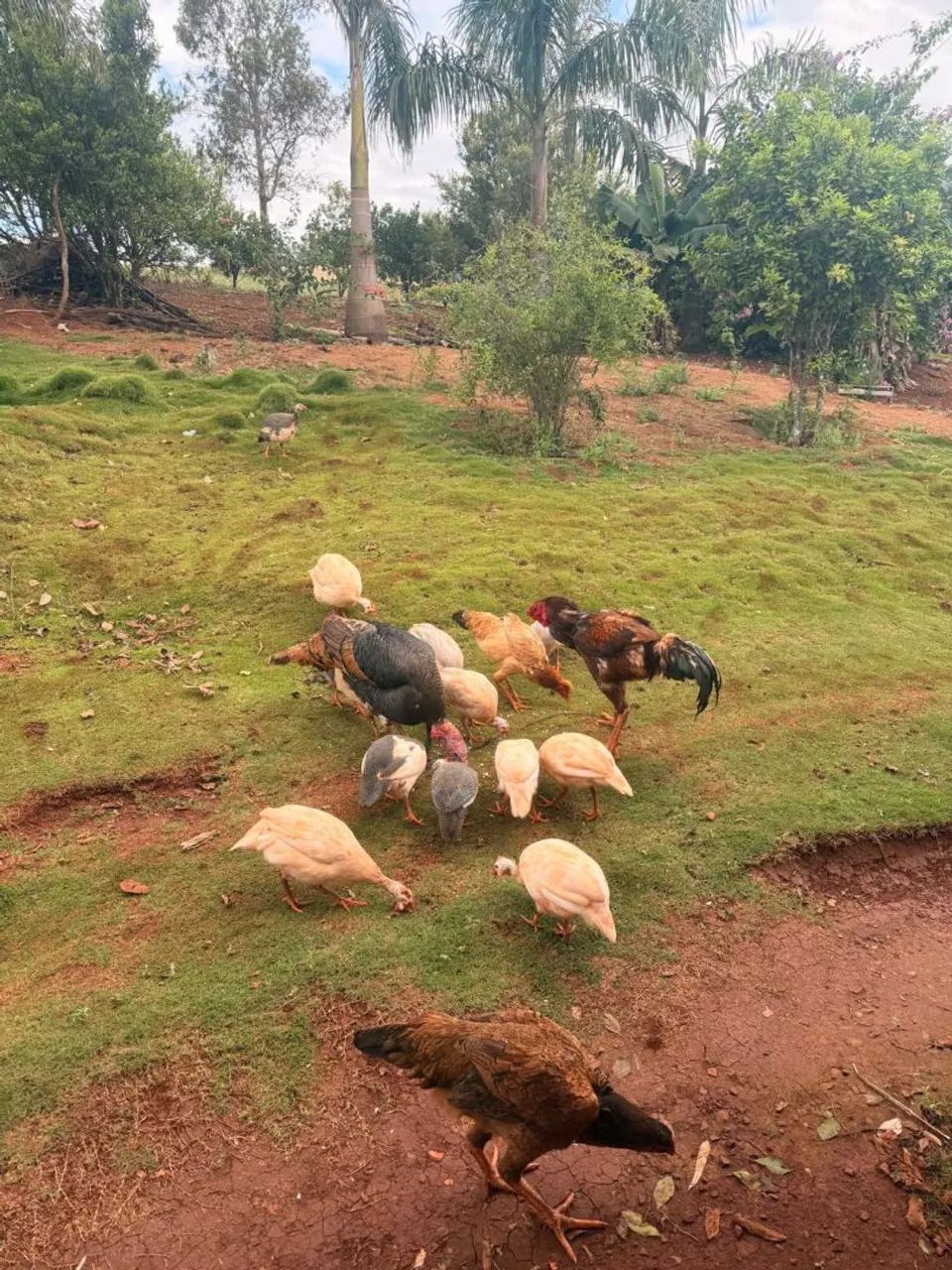 Angolas a venda  - Foto 2