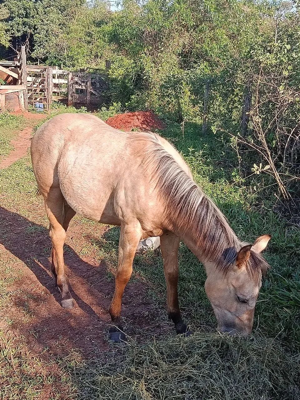 Vendo potra, valor 15.000 - Foto 2