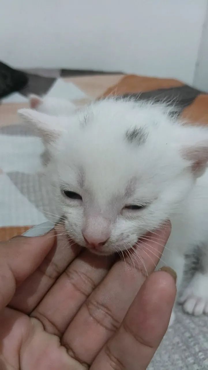Adoção de gatinhas - Foto 3