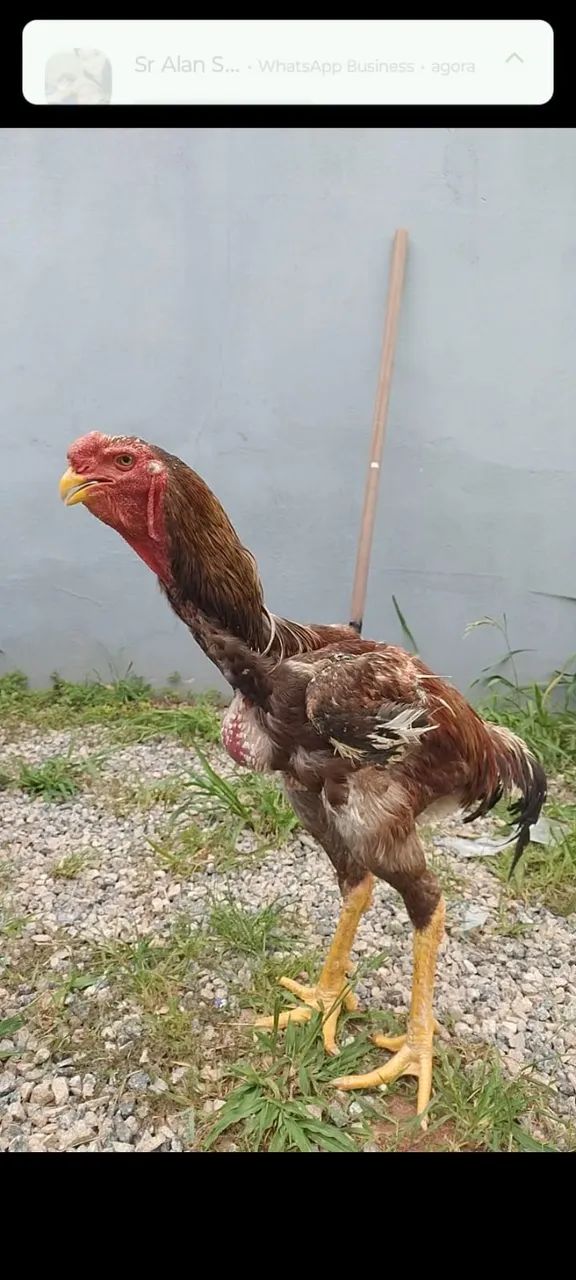 Indo gigante de 115