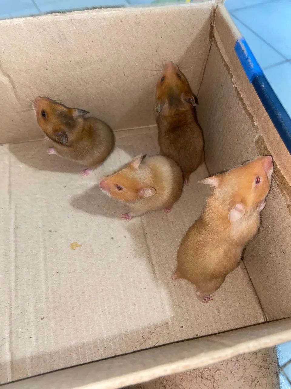 Hamster ( 1 mes de vida ) - Foto 2