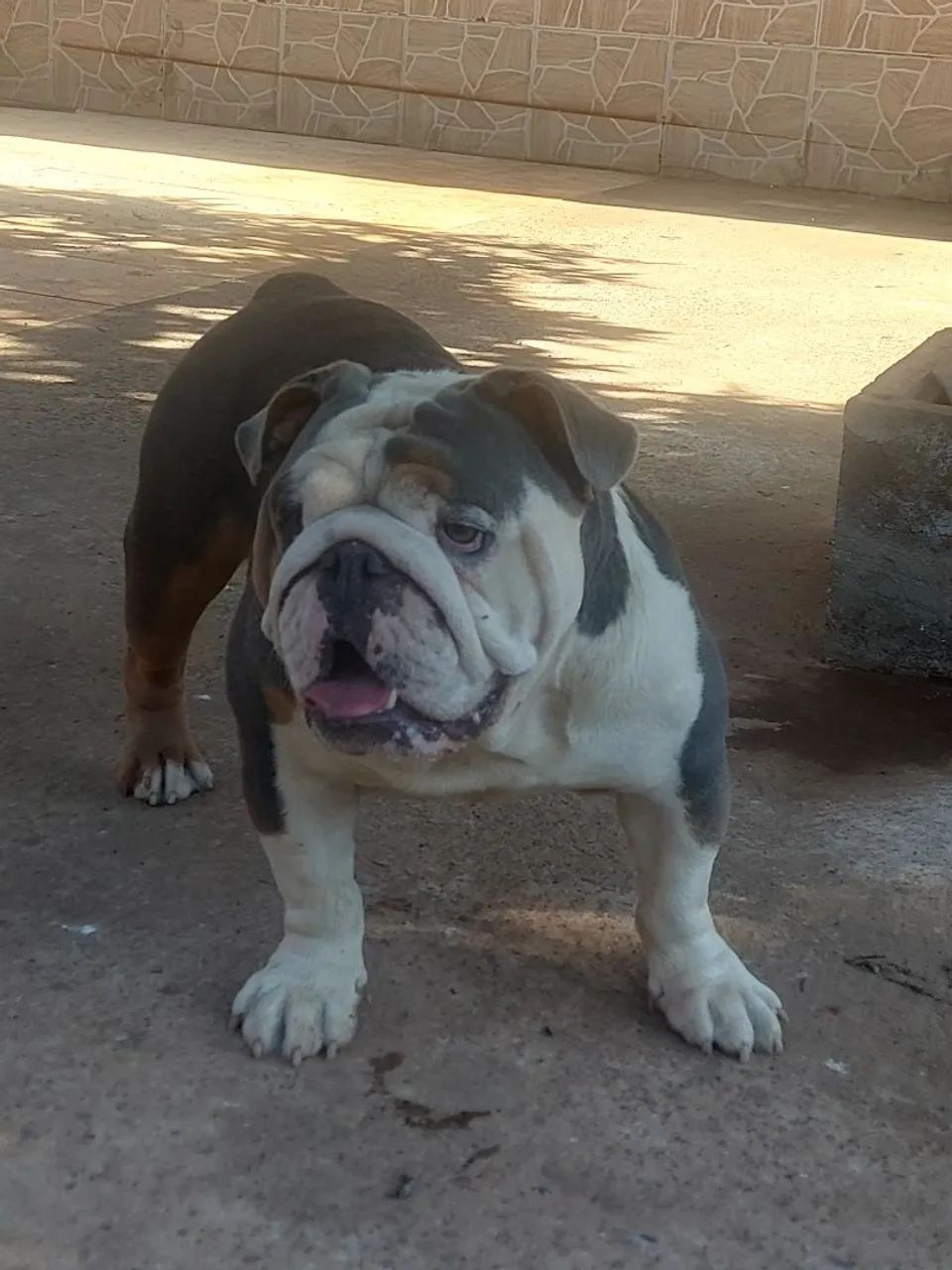 Bulldog inglês  - Foto 2