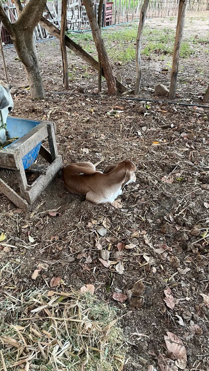 VACA PARIDA  - Foto 3