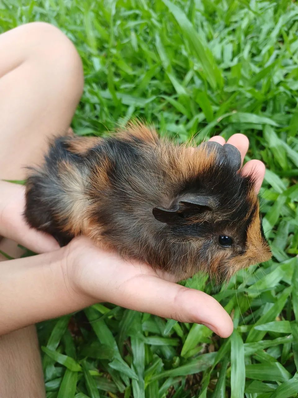 Porquinho da india. - Foto 6