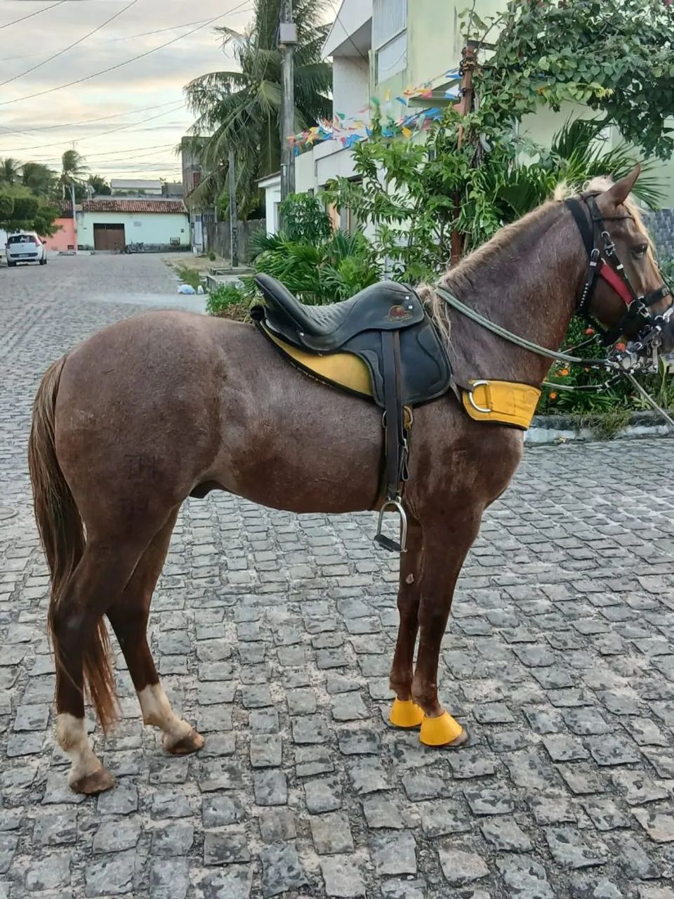 Cavalo de canhoto 