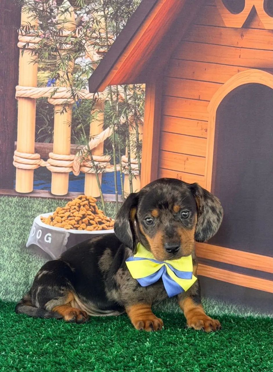 Filhotes Dachshund macho 