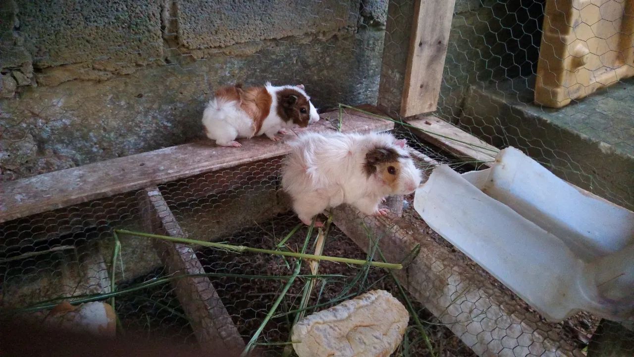 Porquinho da índia. - Foto 2