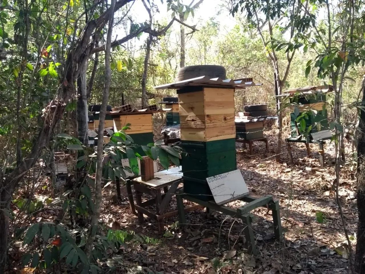 Colméias de abelha Europa completas produzindo - Foto 4