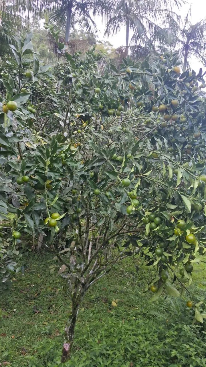 Chácara para Venda, PIRABEIRABA 70.000M² - Foto 4