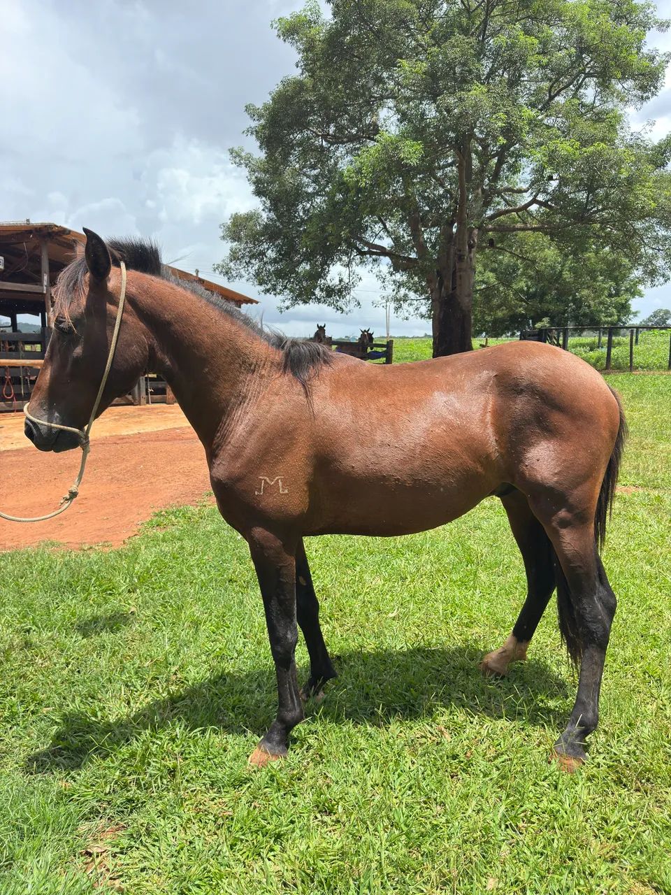 Potro Mangalarga Marchador