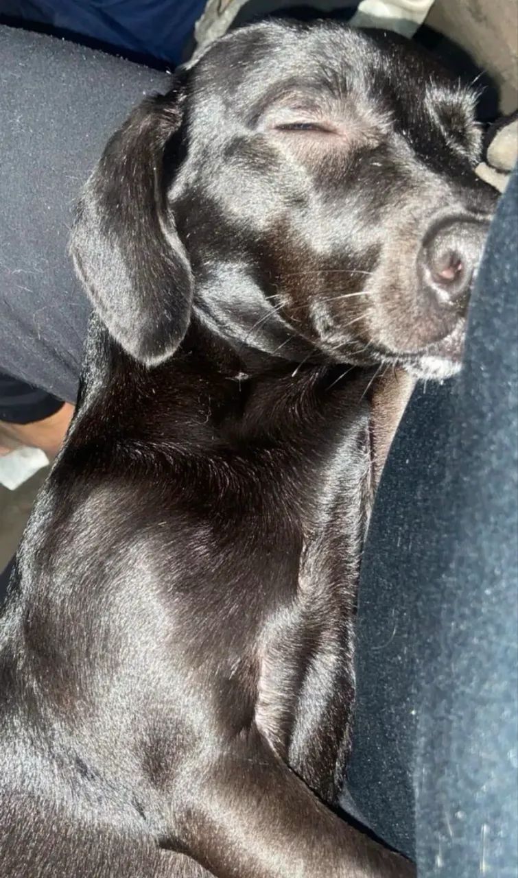Doação responsável- cão salsicha  - Foto 5
