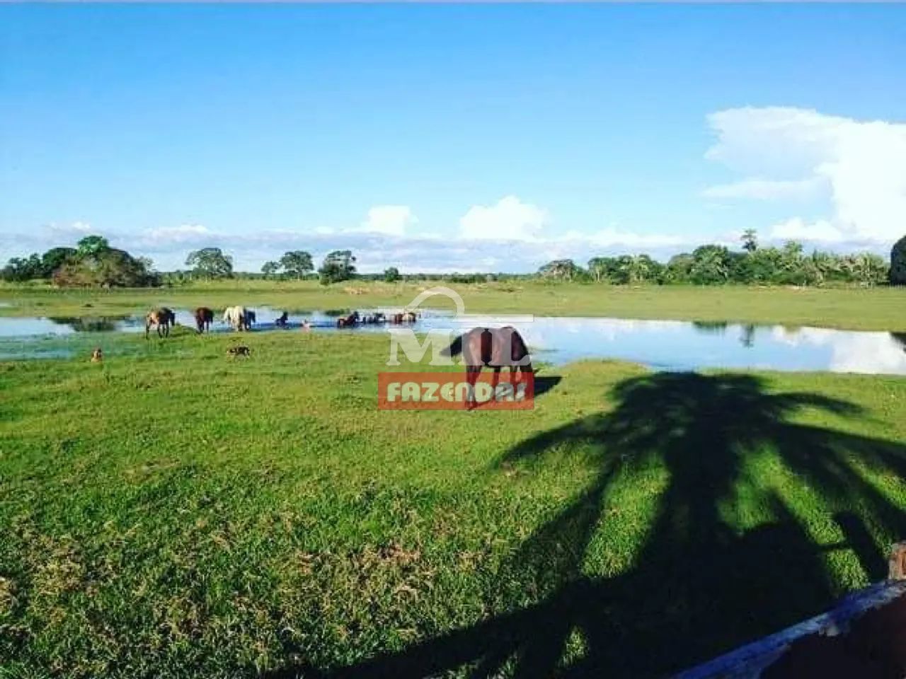 Fazenda 7.000 hectares Cuiabá - MT - Foto 3