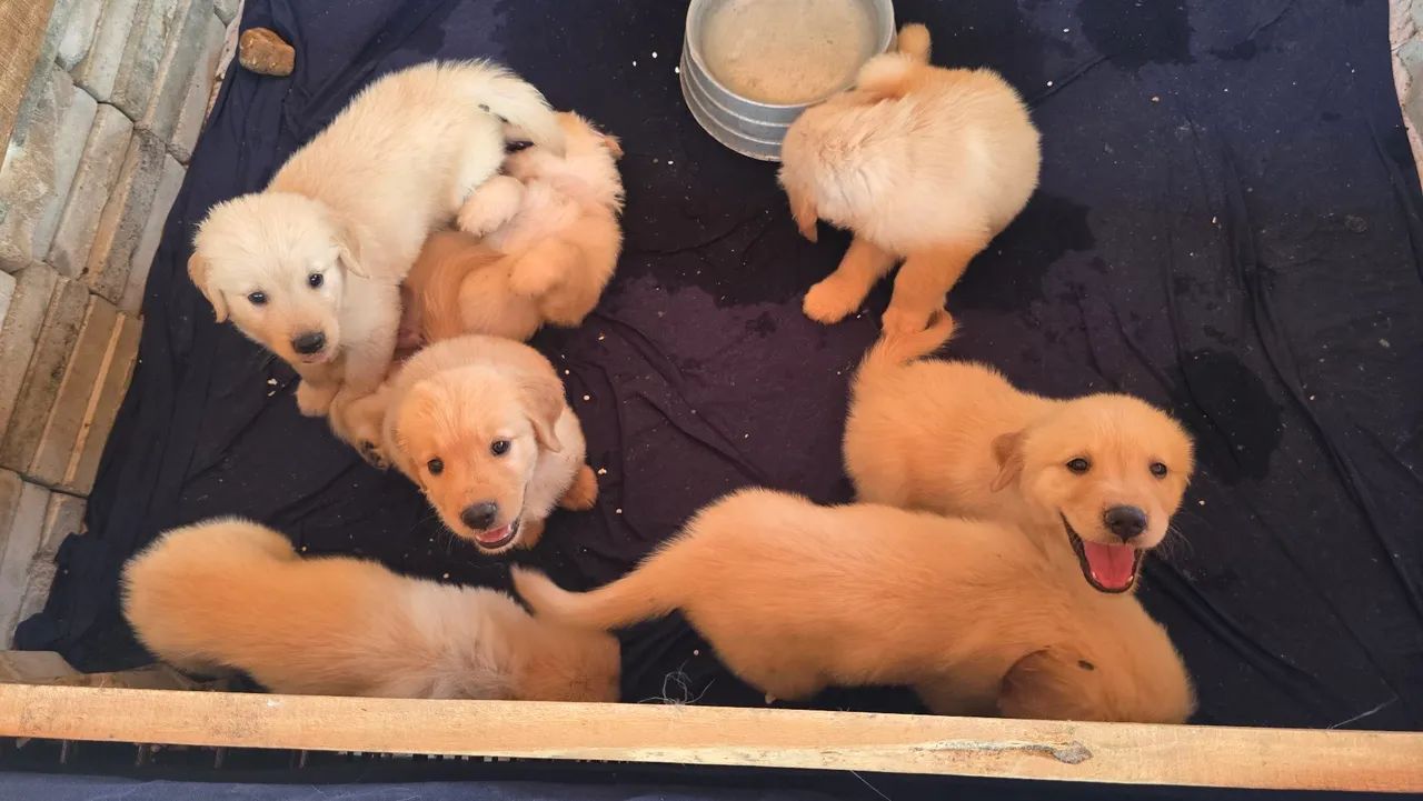 Filhotes de Goldem Retriever! - Foto 4