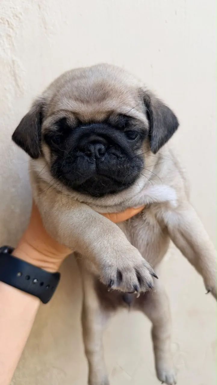 Pug - Foto 3