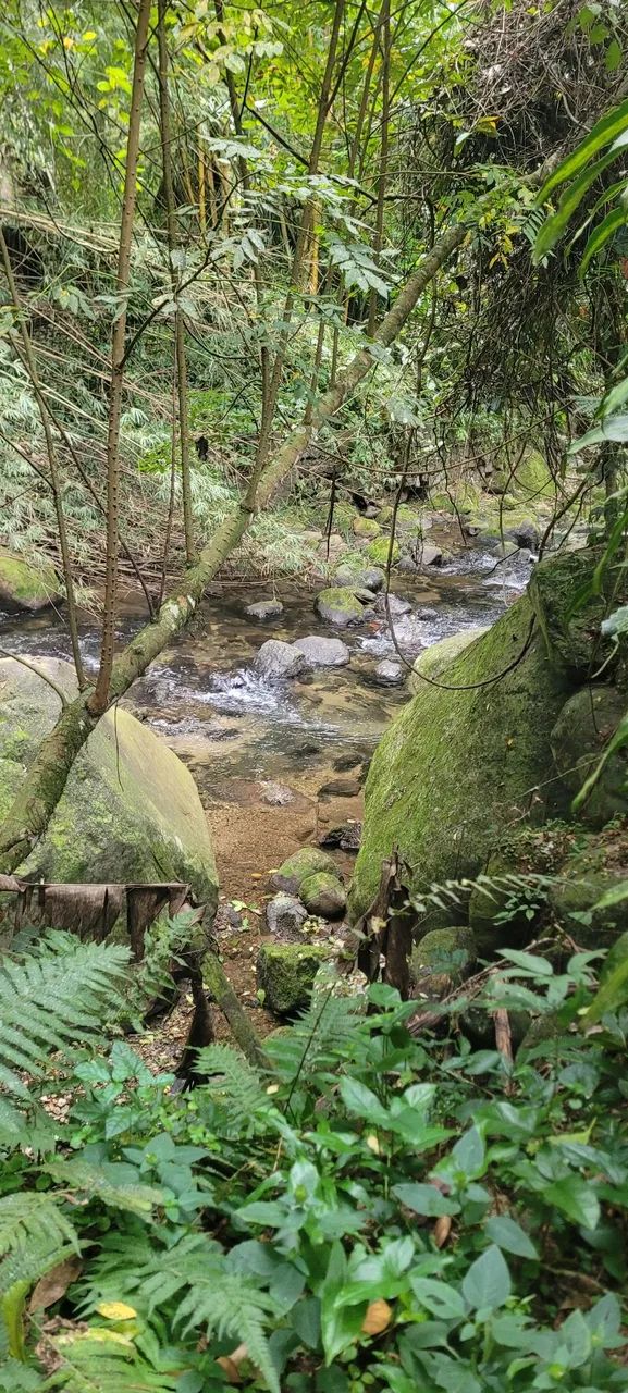 Vendo sítio em cachoeiras de macacu - Foto 4