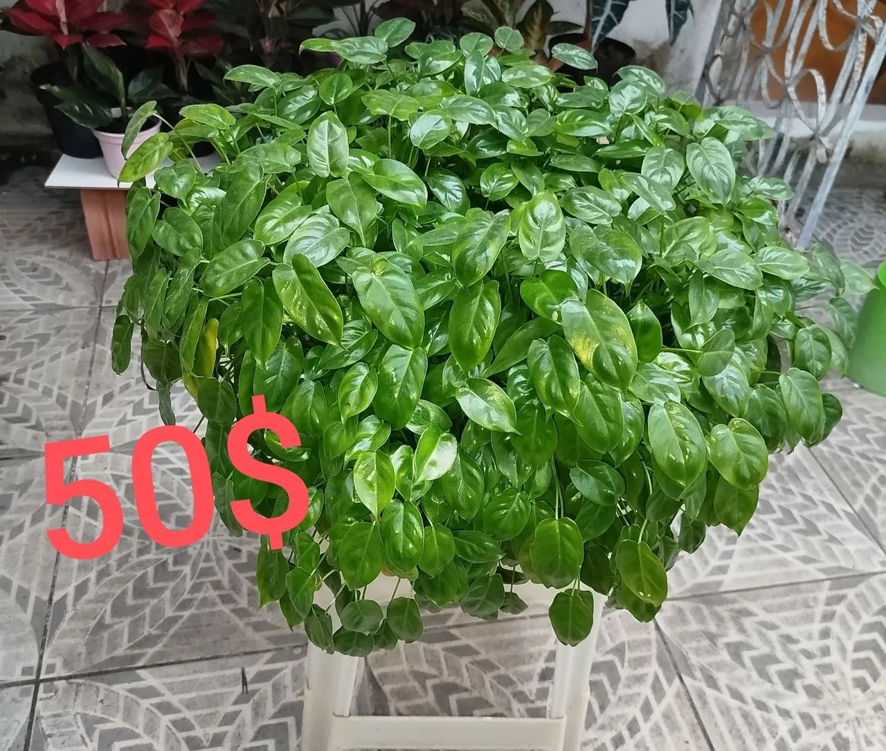 Plantas  - Foto 4