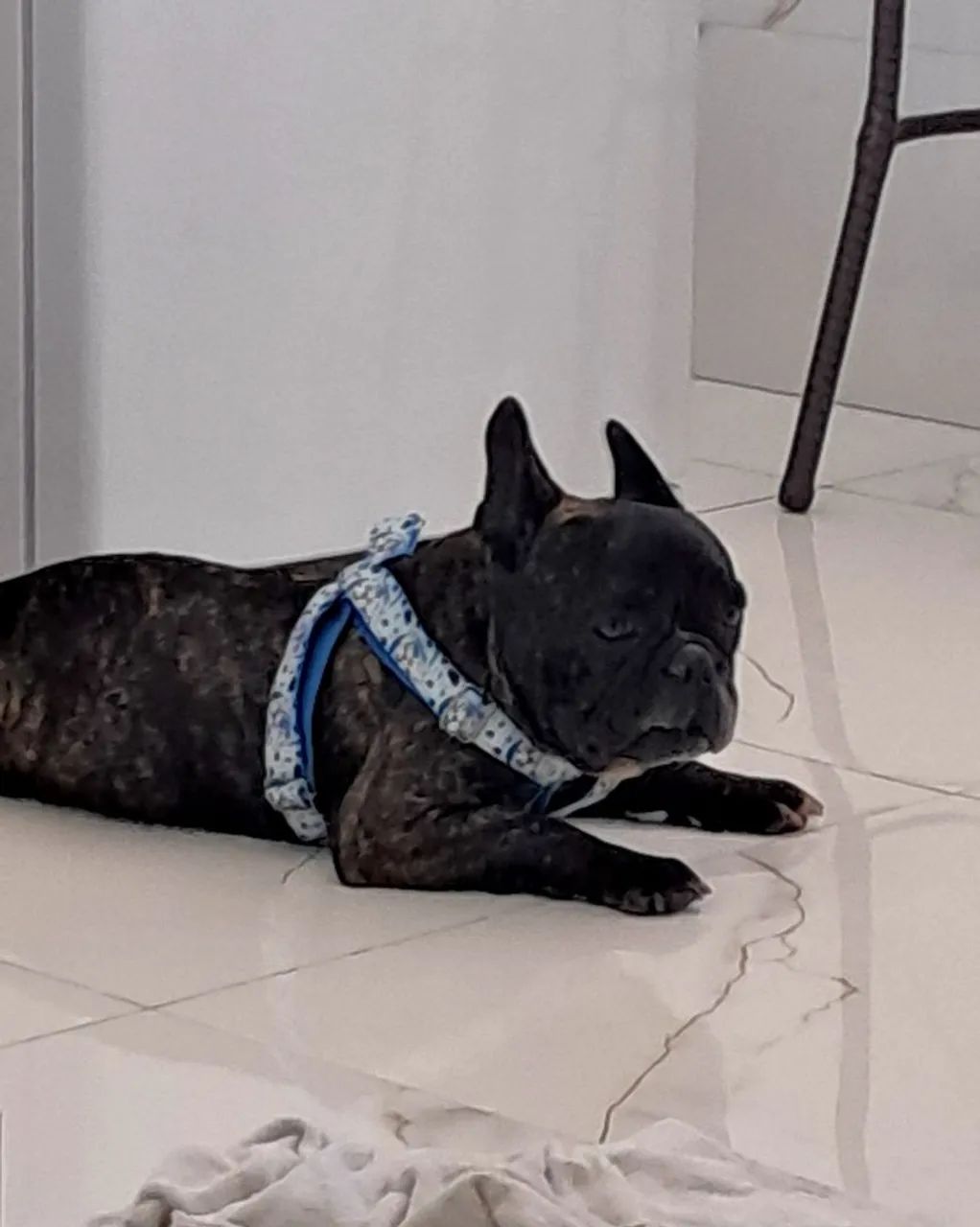 Buldogue  - Foto 4