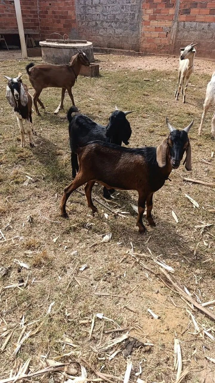 Cabras e cabritos 