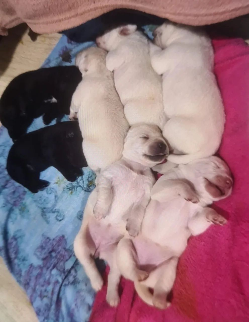 Vendo filhotes de labrador puros
