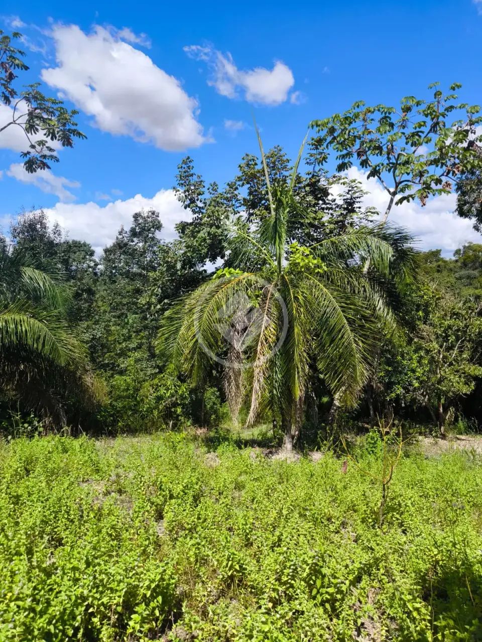 Oportunidade Ágio de Chácara No Povoado Do Rochedo codigo: 334164 - Foto 4