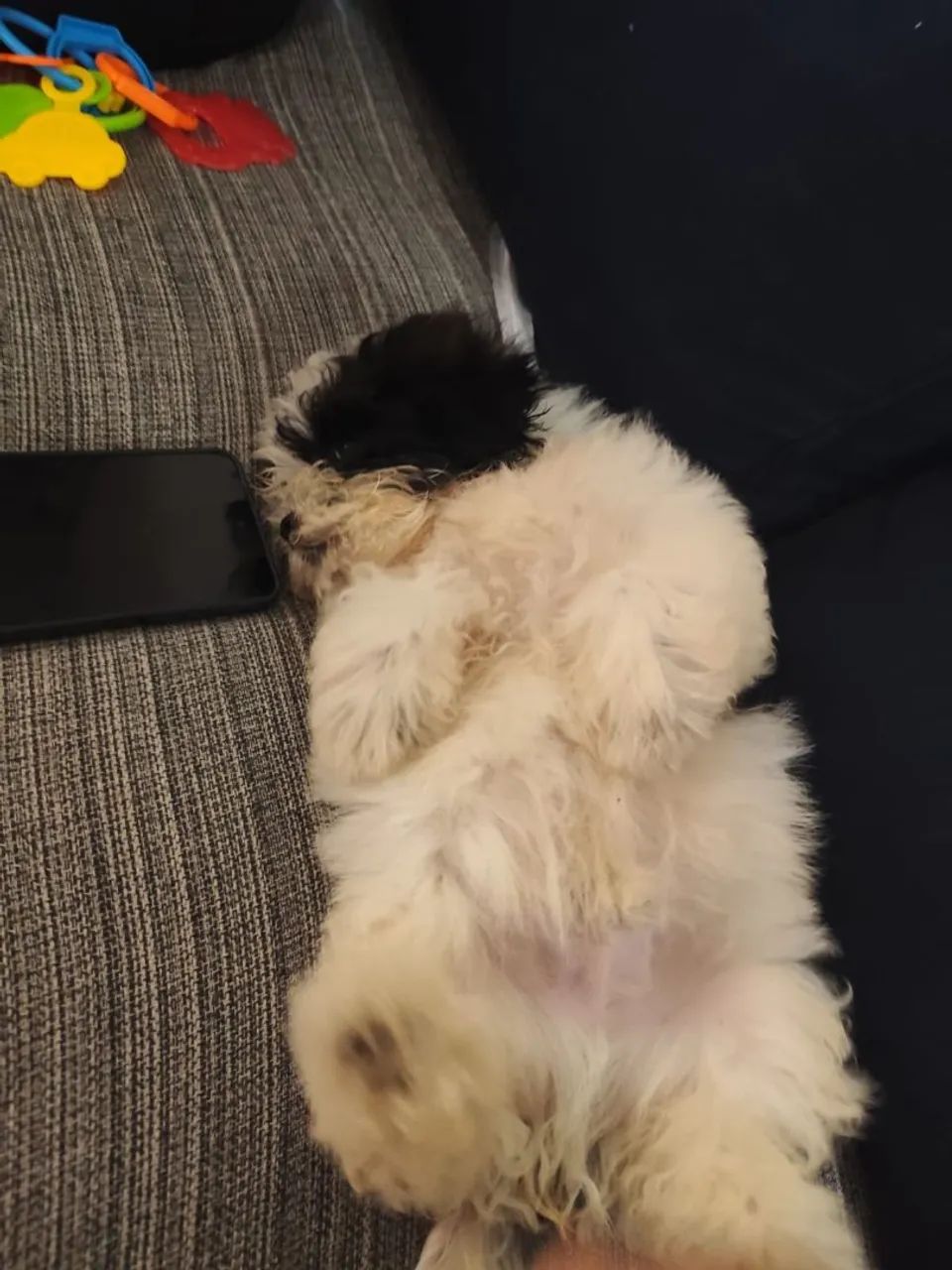 Cachorro Shih Tzu - Foto 3