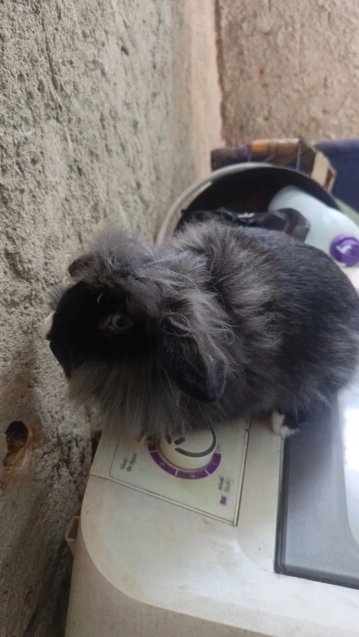 Mini coelho  - Foto 2