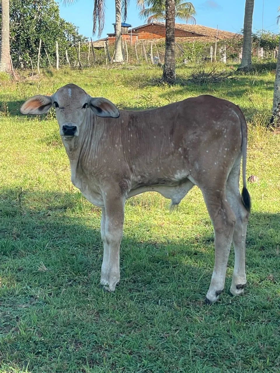 Vaca parida - Foto 4