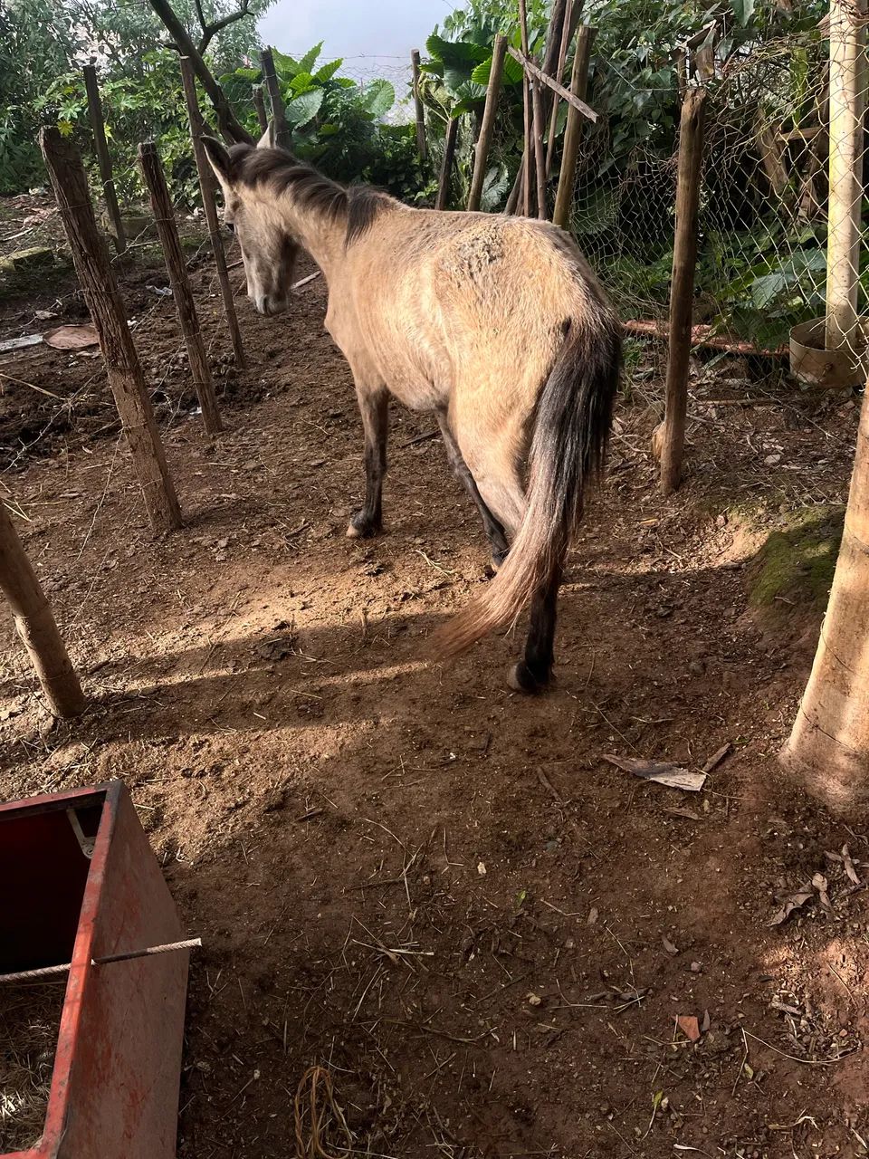 Égua piquira 