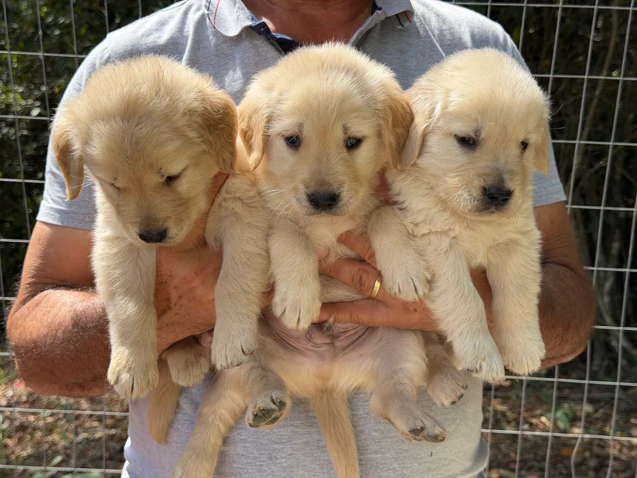Golden Retriver  - Foto 3