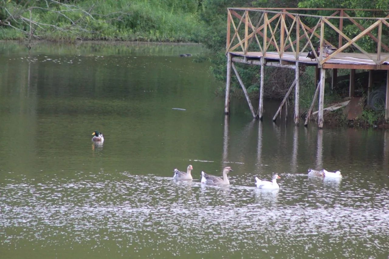 Lote em Gravatá 