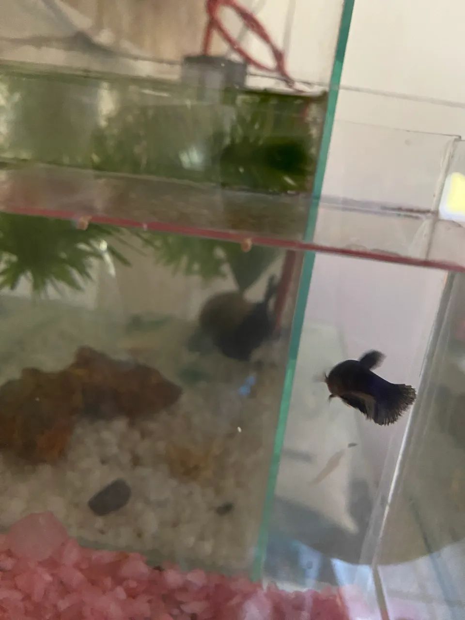 Aquário de 1 litro com Betta Blue fêmea  - Foto 5