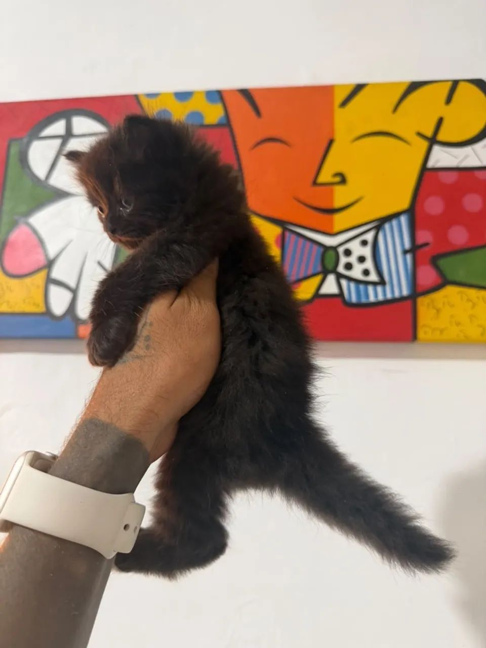Persa pet  - Foto 4
