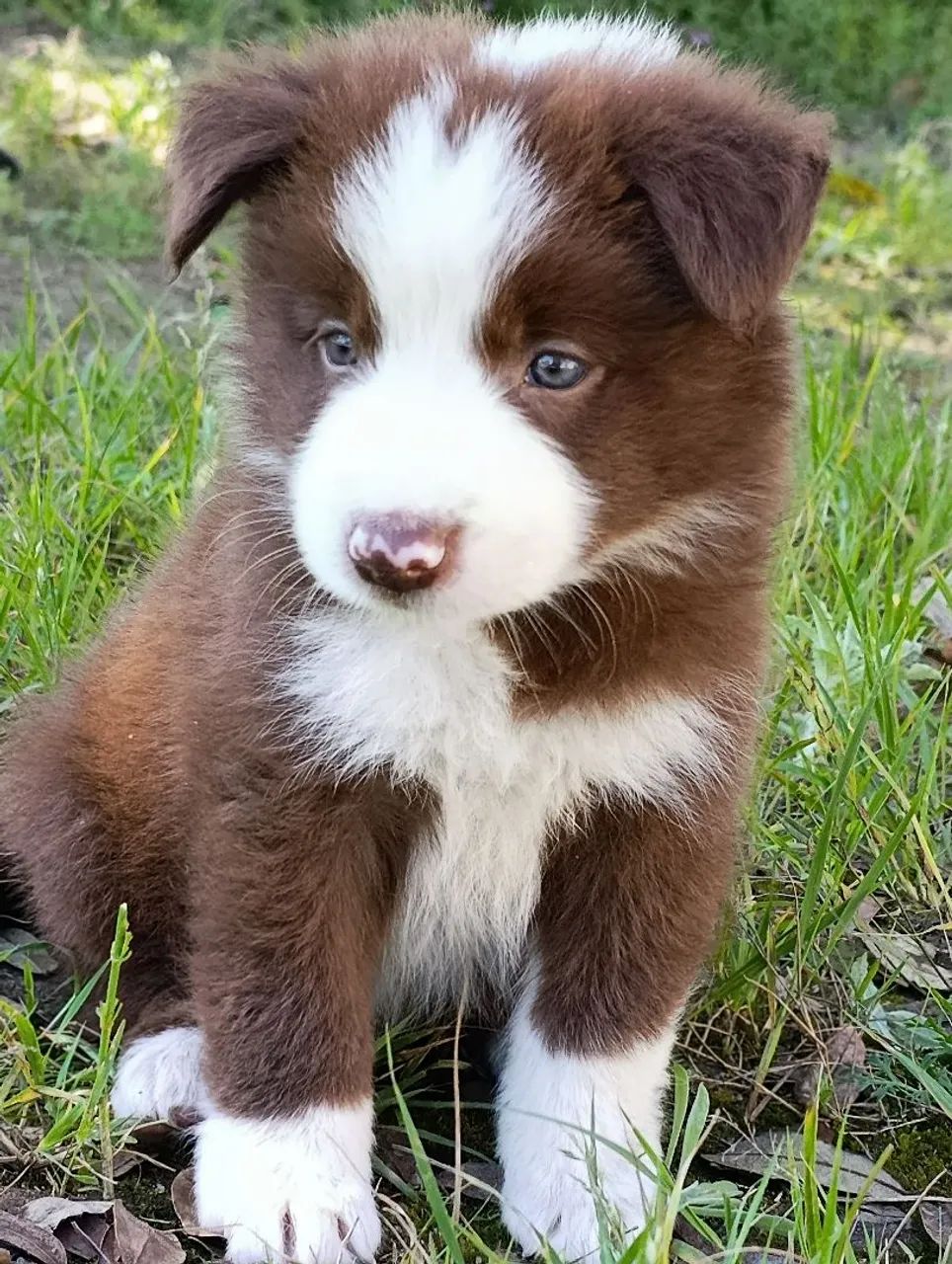 Lindos filhotes de Border Collie 