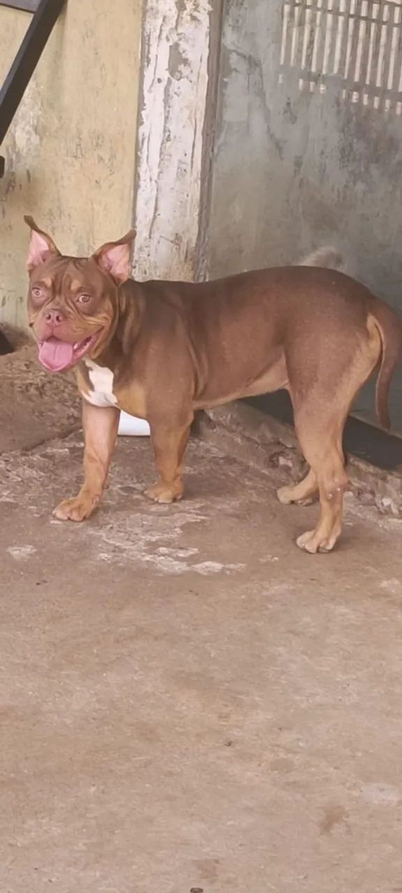 American bully macho pra cruza  - Foto 2
