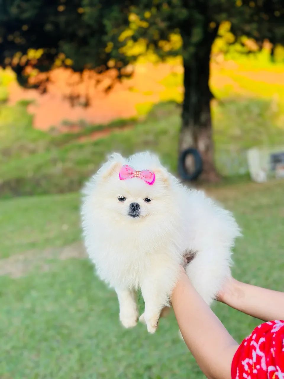 Spitz alemão anão  - Foto 3