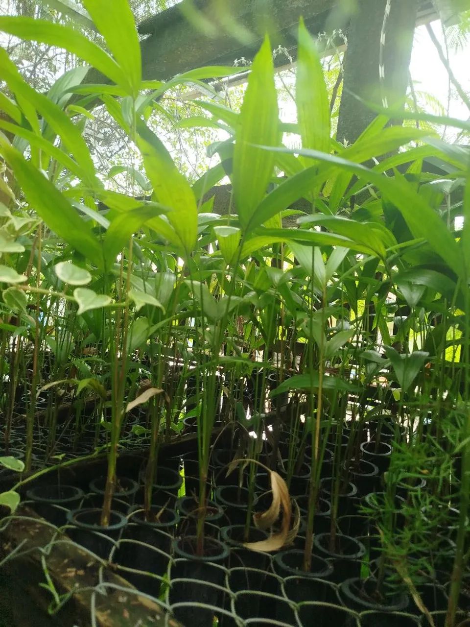 Açaí BRS Pai d'Égua  - Foto 2