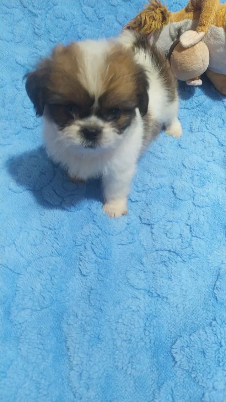shitzu mini - Foto 2