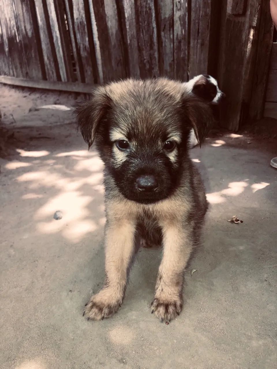 chow chow  - Foto 2