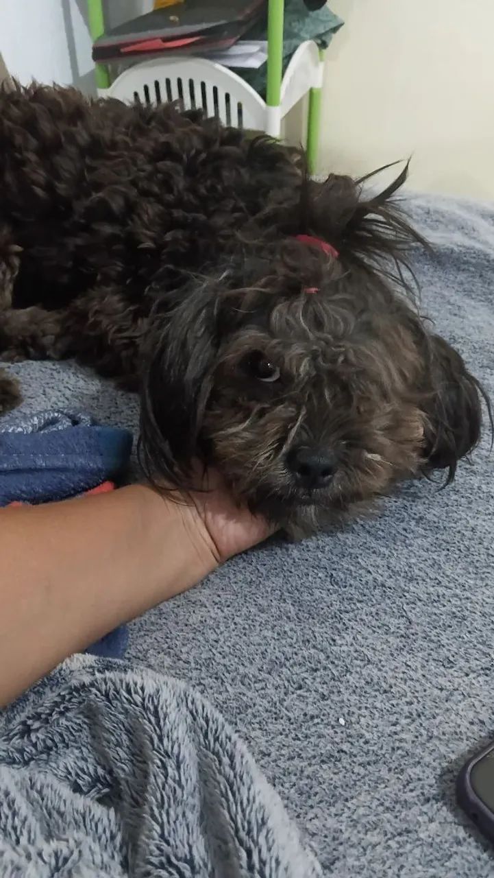 Cachorro lhasa apso