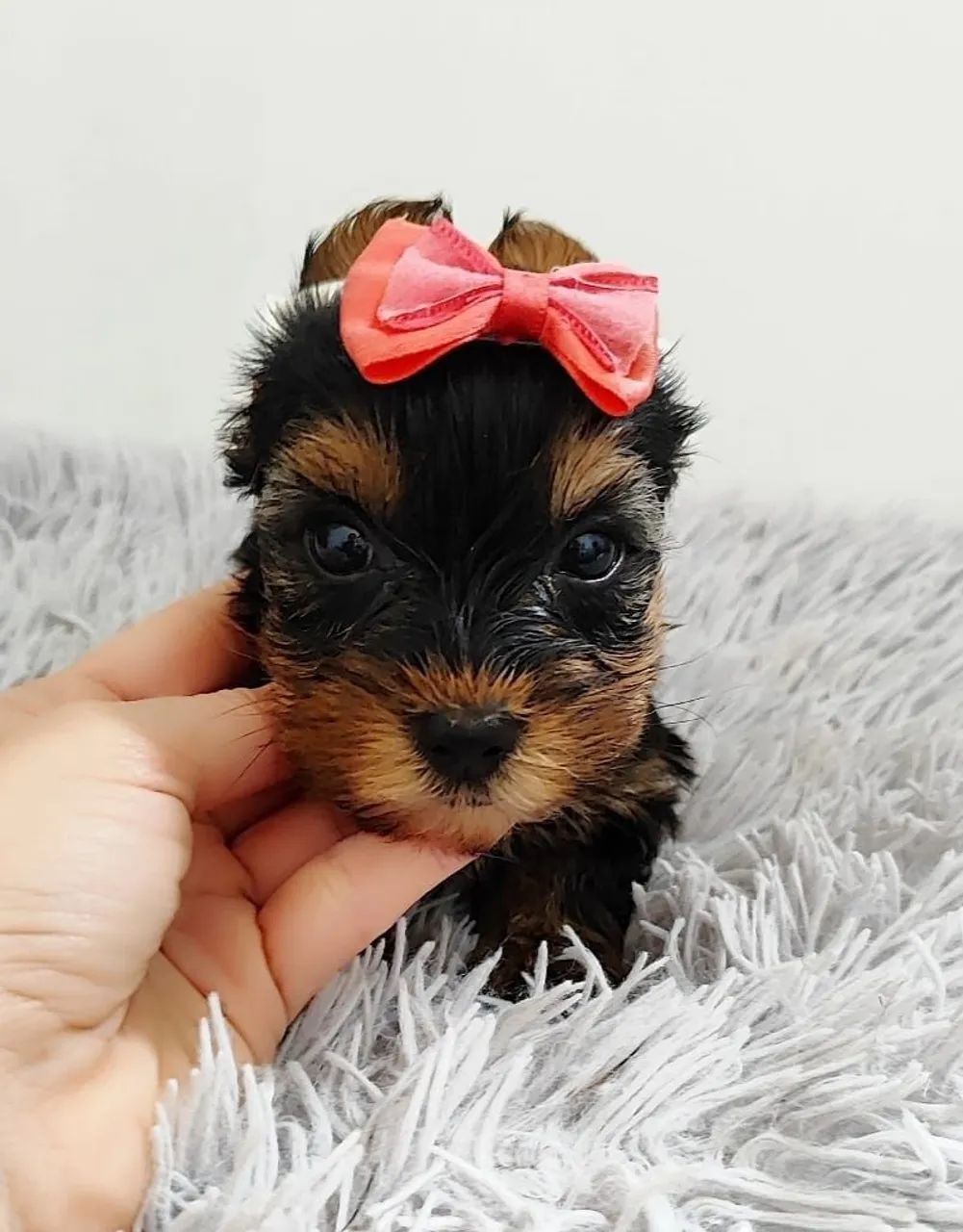 Yorkshire Terrier | Venda 