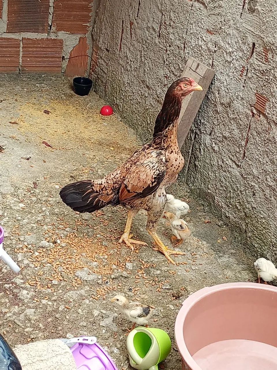 Galinhas e Galos de Raça. - Foto 3