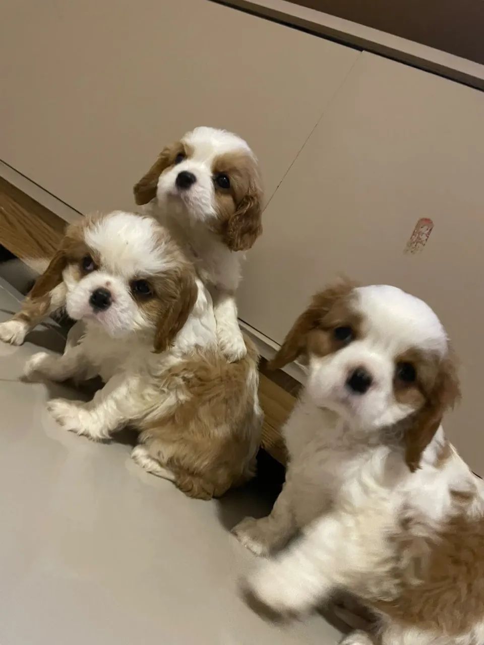 Cavalier fêmea e machinho 