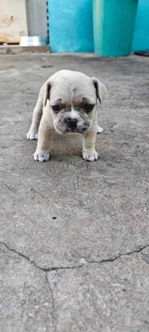 Buldogue francês disponível  - Foto 2